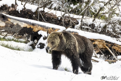 Grizzly Jam in Pelican Valley YNP 2025